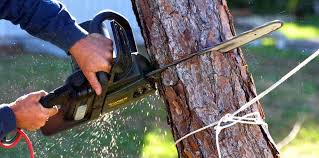 Tree and Shrub Care in Somersworth, NH