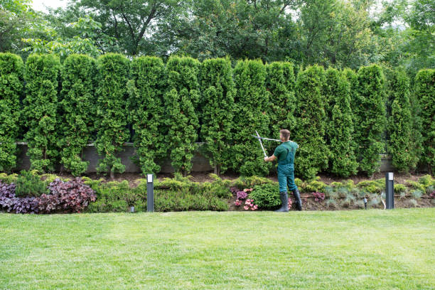 Best Organic Lawn Care Solutions  in Somersworth, NH