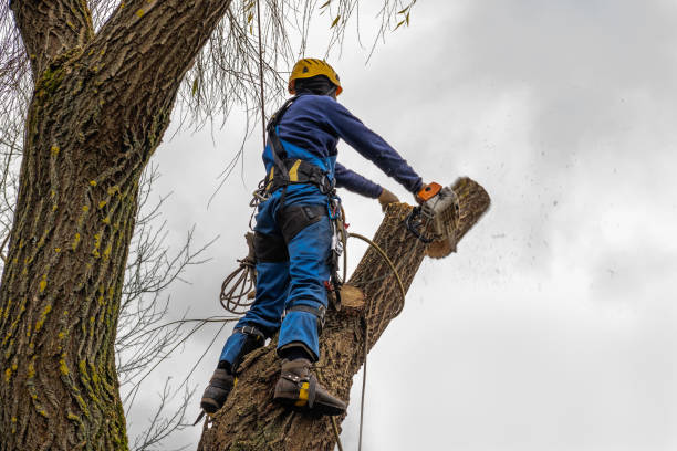 Best Palm Tree Trimming  in Somersworth, NH