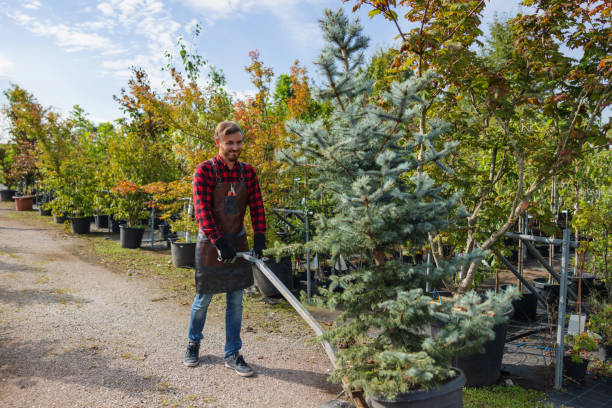 Why Choose Our Tree Removal Services in Somersworth, NH?