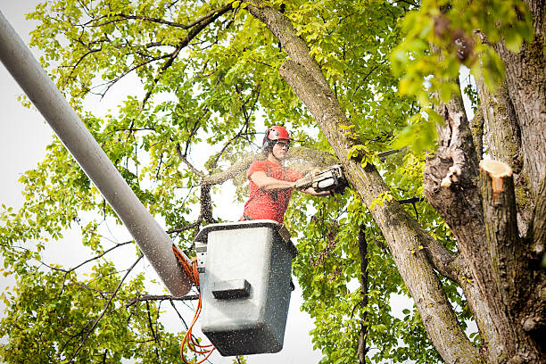 Best Tree Maintenance Programs  in Somersworth, NH